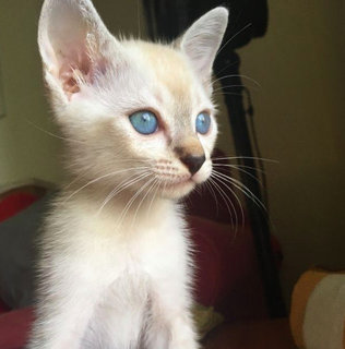 On a sunny day, Simba's gorgeous blue eyes stand out.