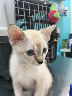 First vaccine at the vet!