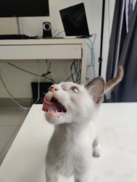 Luca - Domestic Short Hair Cat