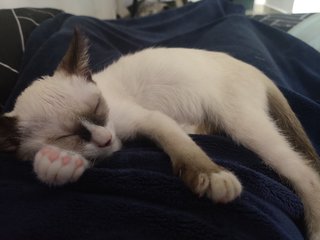 Luca - Domestic Short Hair Cat