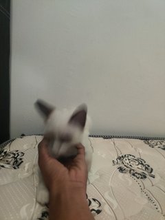 Luca - Domestic Short Hair Cat