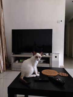 Luca - Domestic Short Hair Cat