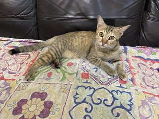 Mimi - Domestic Short Hair Cat