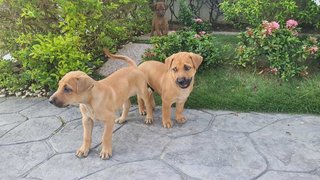 Cute Puppies For Adoption - Mixed Breed Dog