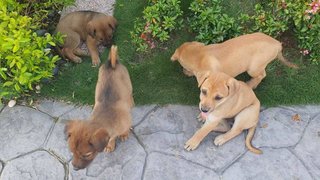 Cute Puppies For Adoption - Mixed Breed Dog