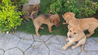 Cute Puppies For Adoption - Mixed Breed Dog