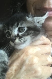 Cattleya - Domestic Medium Hair + Tabby Cat