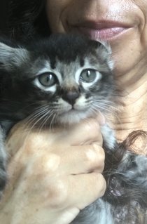 Cattleya - Domestic Medium Hair + Tabby Cat