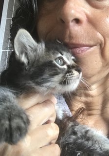 Cattleya - Domestic Medium Hair + Tabby Cat