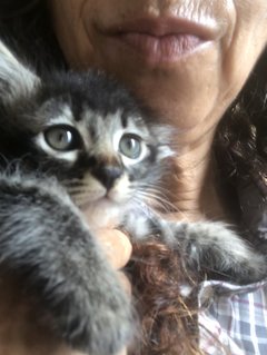Cattleya - Domestic Medium Hair + Tabby Cat