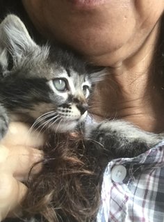 Cattleya - Domestic Medium Hair + Tabby Cat