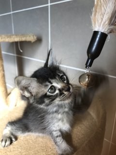 Cattleya - Domestic Medium Hair + Tabby Cat