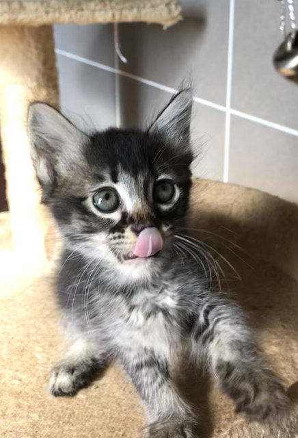 Cattleya - Domestic Medium Hair + Tabby Cat