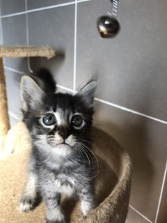 Cattleya - Domestic Medium Hair + Tabby Cat