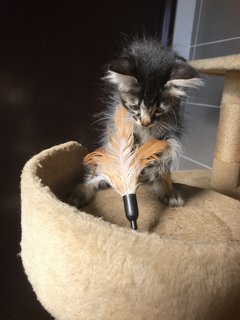 Cattleya - Domestic Medium Hair + Tabby Cat