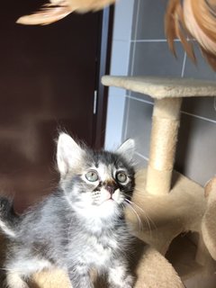 Cattleya - Domestic Medium Hair + Tabby Cat