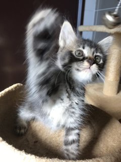 Cattleya - Domestic Medium Hair + Tabby Cat