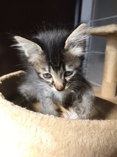 Cattleya - Domestic Medium Hair + Tabby Cat