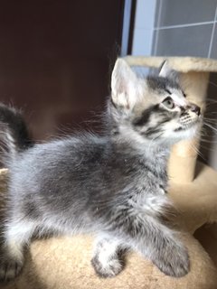 Cattleya - Domestic Medium Hair + Tabby Cat