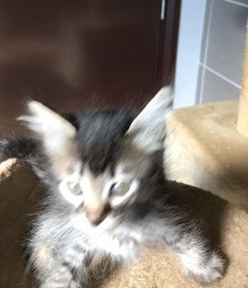 Cattleya - Domestic Medium Hair + Tabby Cat
