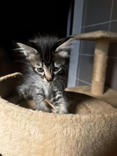 Cattleya - Domestic Medium Hair + Tabby Cat