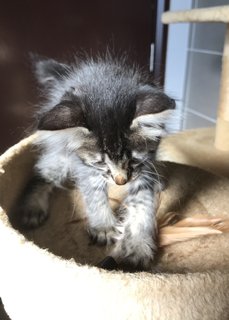 Cattleya - Domestic Medium Hair + Tabby Cat