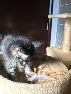 Cattleya - Domestic Medium Hair + Tabby Cat