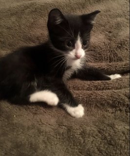 Chipmunk  - Domestic Medium Hair + Tuxedo Cat