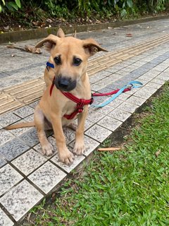 Bubbles Boy - Mixed Breed Dog