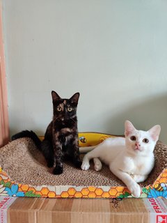 Casper &amp; Eevie - Domestic Short Hair Cat