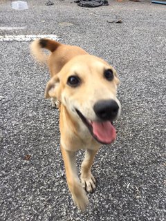 Rory   - Mixed Breed Dog