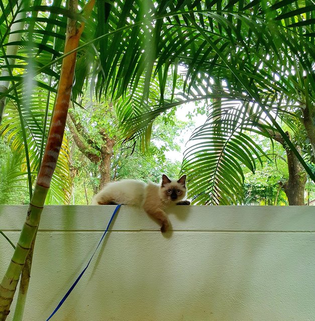 Bertie - Birman + Ragdoll Cat