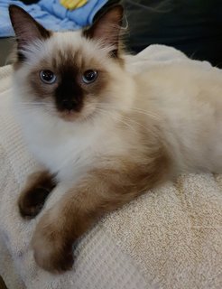 Bertie - Birman + Ragdoll Cat