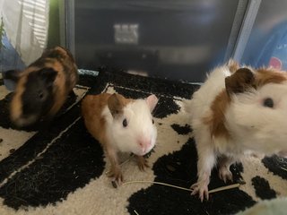 Ores And Peanut  - Guinea Pig Small & Furry