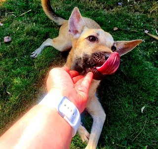 Rose - Mixed Breed Dog