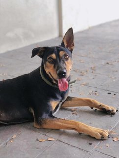 Oden - Rottweiler Mix Dog