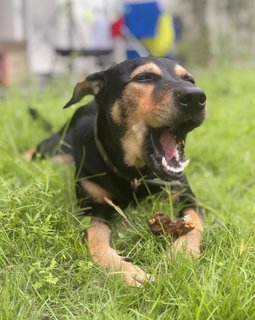 Oden - Rottweiler Mix Dog