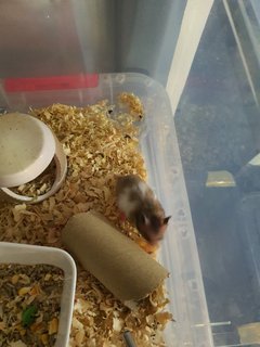 Cute Cute - Syrian / Golden Hamster Hamster