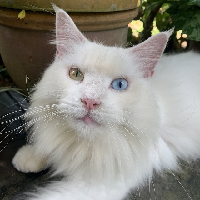 Santan - Maine Coon Cat