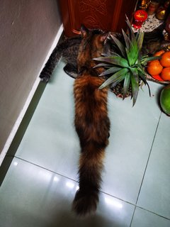 Hou Hou - Domestic Long Hair Cat