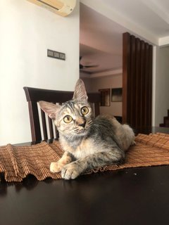 Roxy - Domestic Short Hair Cat