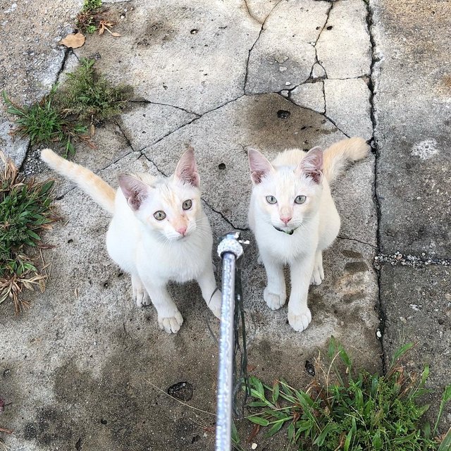 Snowy And Stormy - Domestic Short Hair Cat