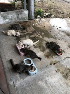 Snowy, Stormy, and their siblings and mama Sue (L-R: Pluto, Stormy, Snowy, Sasha, Sassy, Mama Sue)