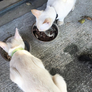 Snowy and Stormy eating together