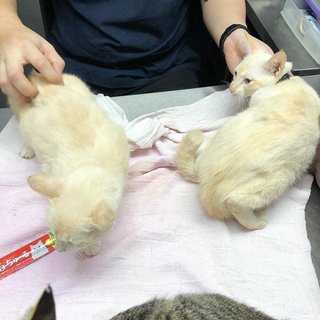 Snowy and Stormy at the vet for their spay/neuter discharge