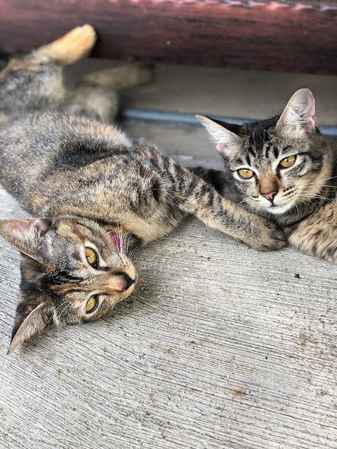 Sassy (Ce Ce), And Sasha - Domestic Short Hair Cat