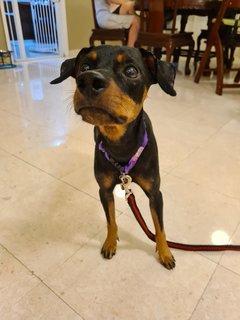 Loki - Miniature Pinscher Dog