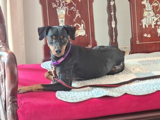 Loki - Miniature Pinscher Dog