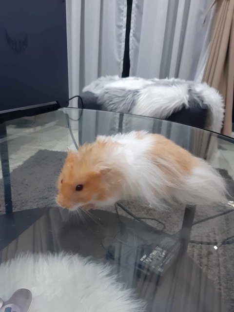 Bubu And Su - Syrian / Golden Hamster Hamster