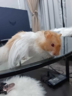 Bubu And Su - Syrian / Golden Hamster Hamster